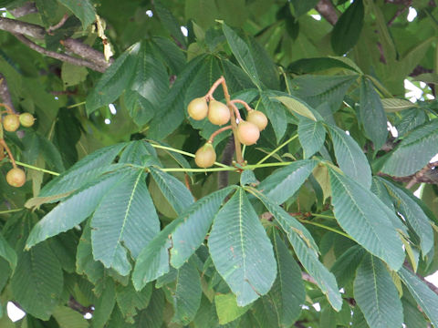 Aesculus turbinata