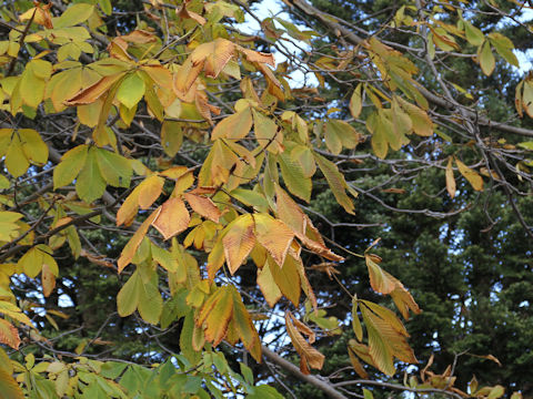 Aesculus turbinata