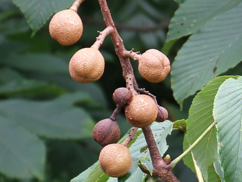 Aesculus turbinata