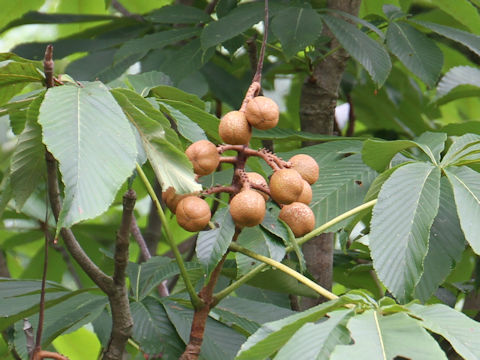 Aesculus turbinata