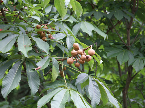 Aesculus turbinata