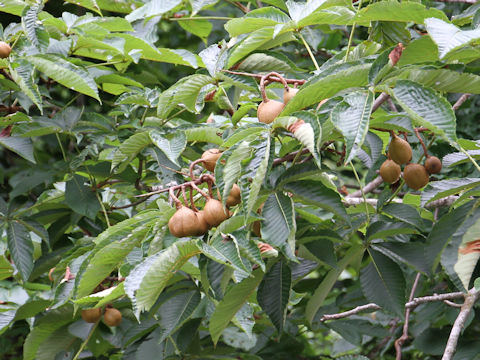 Aesculus turbinata