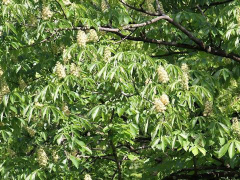 Aesculus turbinata