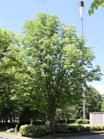 Aesculus turbinata