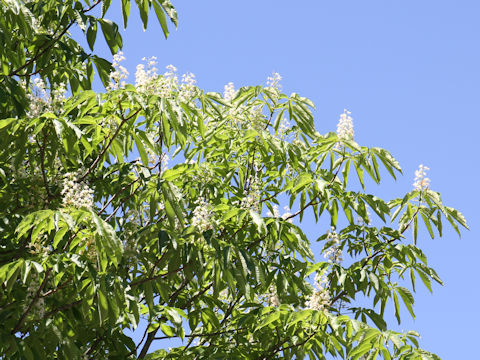 Aesculus turbinata