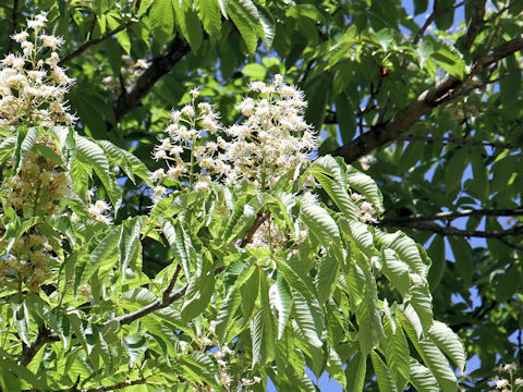 Aesculus turbinata