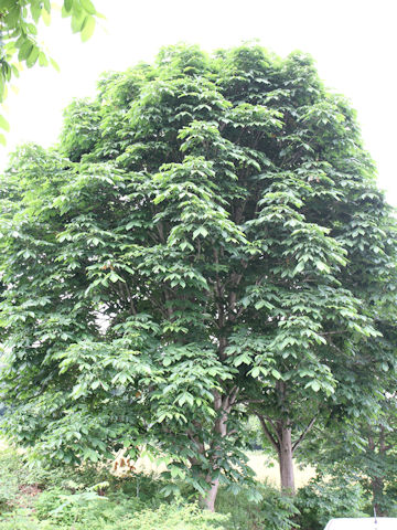 Aesculus turbinata