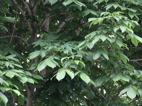 Aesculus turbinata