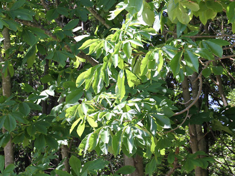 Aesculus turbinata