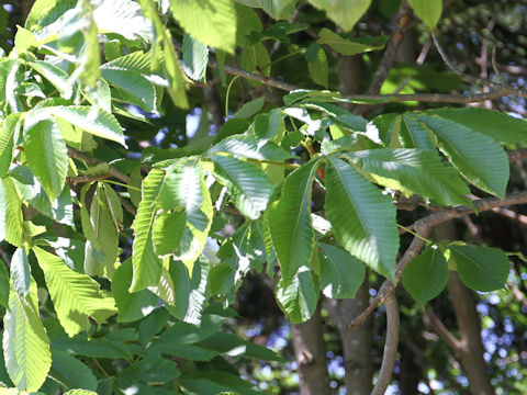 Aesculus turbinata