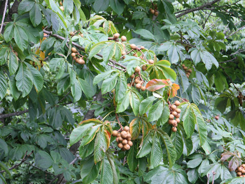 Aesculus turbinata