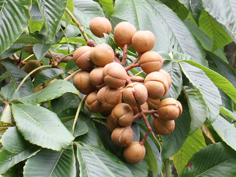 Aesculus turbinata