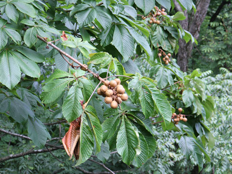 Aesculus turbinata