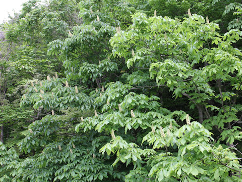 Aesculus turbinata