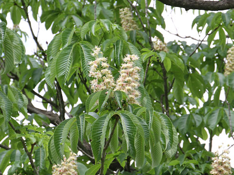 Aesculus turbinata