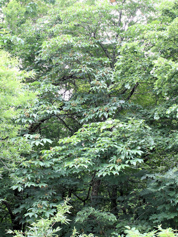 Aesculus turbinata