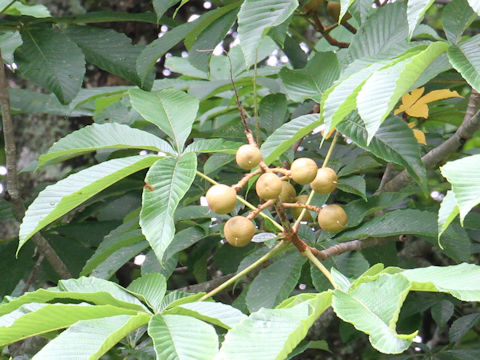 Aesculus turbinata