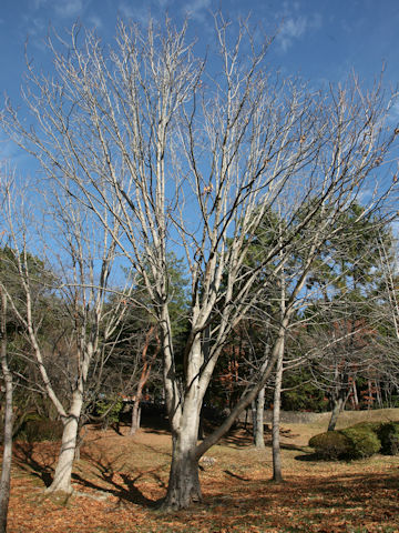 Aesculus turbinata