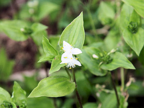 Tradescantia fluminensis