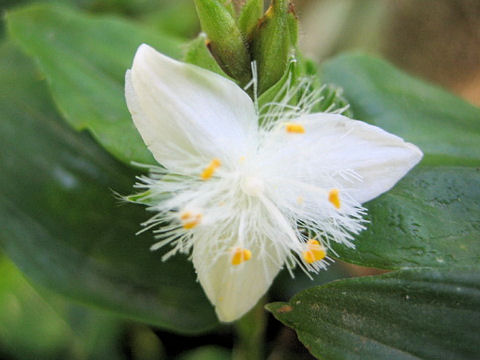 Tradescantia fluminensis