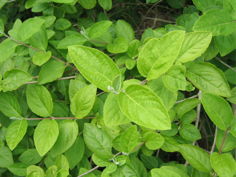 Hydrangea bretschneideri