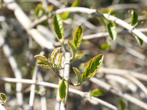 Hydrangea bretschneideri