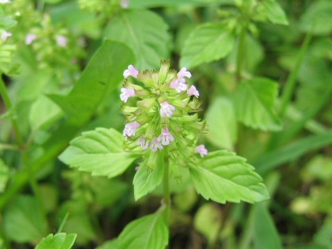 Clinopodium gracile