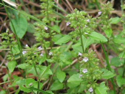 Clinopodium gracile