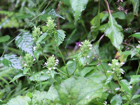 Clinopodium gracile