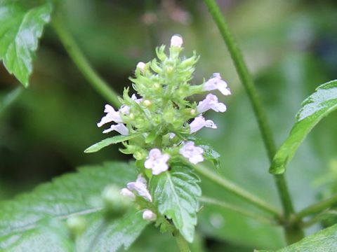 Clinopodium gracile