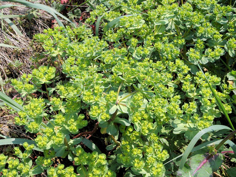 Euphorbia helioscopia