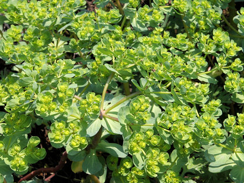 Euphorbia helioscopia