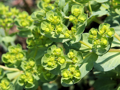 Euphorbia helioscopia