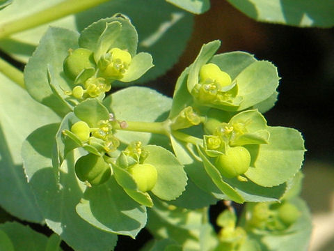 Euphorbia helioscopia