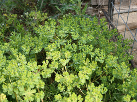 Euphorbia helioscopia