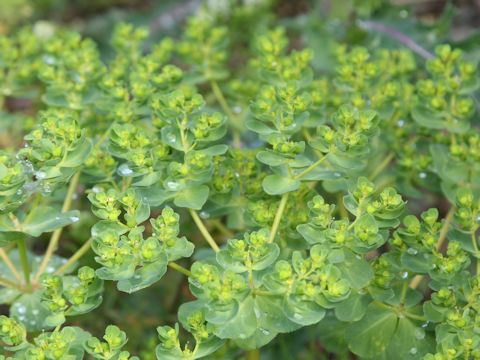 Euphorbia helioscopia