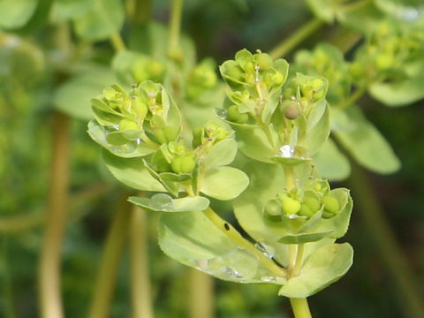 Euphorbia helioscopia