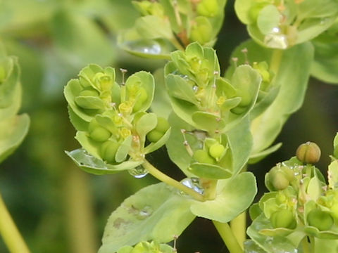 Euphorbia helioscopia