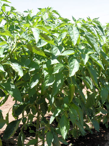 Capsicum annuum cv. Matsuno-mai