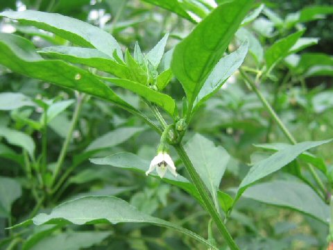 Capsicum annuum