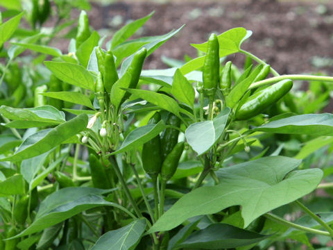 Capsicum annuum cv. Takano-tsume