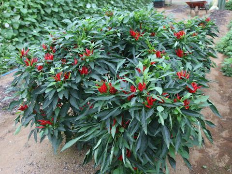 Capsicum annuum cv. Tachi-yatsufusa