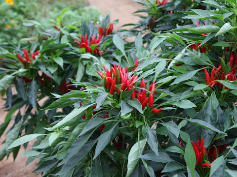 Capsicum annuum cv. Tachi-yatsufusa