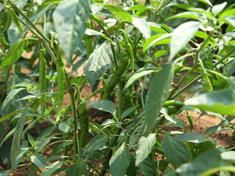 Capsicum annuum cv. Fushimi-amanaga