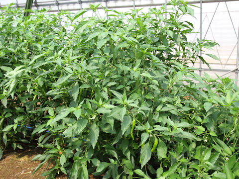 Capsicum annuum cv. Fushimi-amanaga