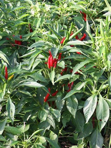 Capsicum annuum