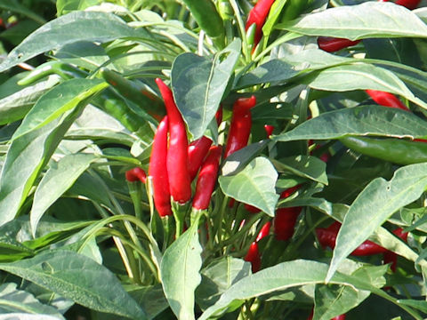 Capsicum annuum