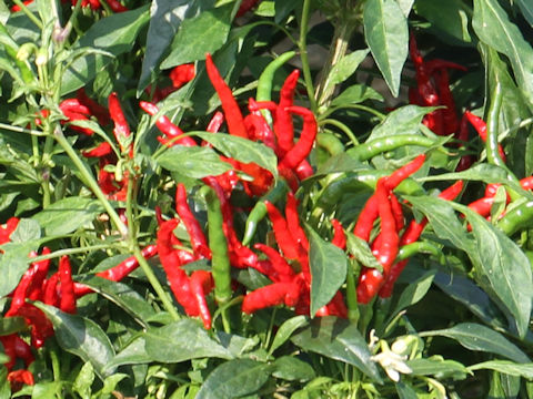 Capsicum annuum