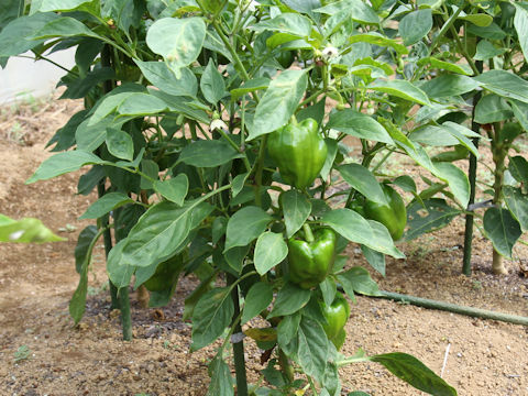 Capsicum annuum cv. Kagura-namban