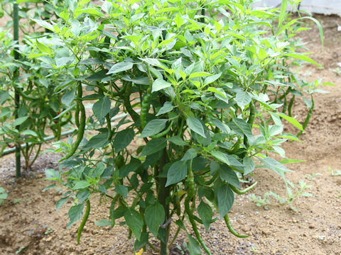 Capsicum annuum cv. Himo-tougarashi